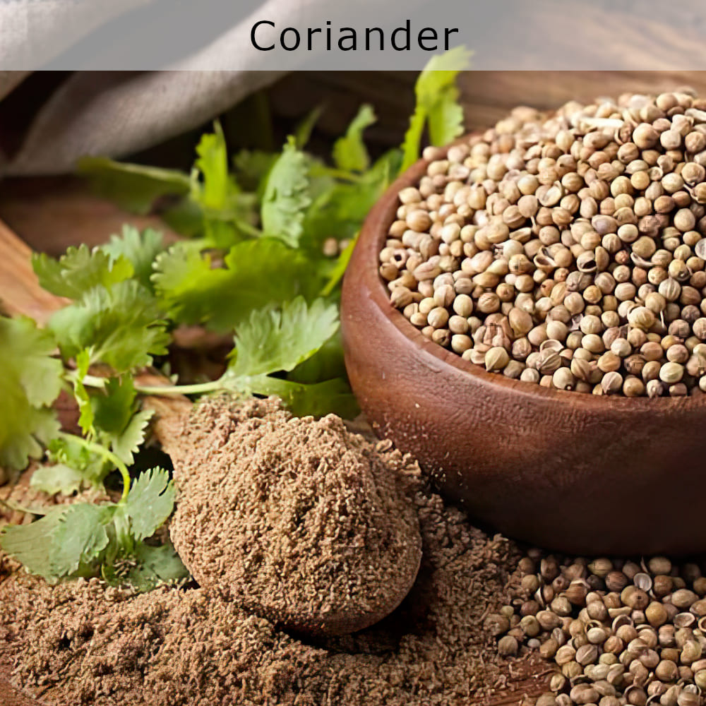 Coriander