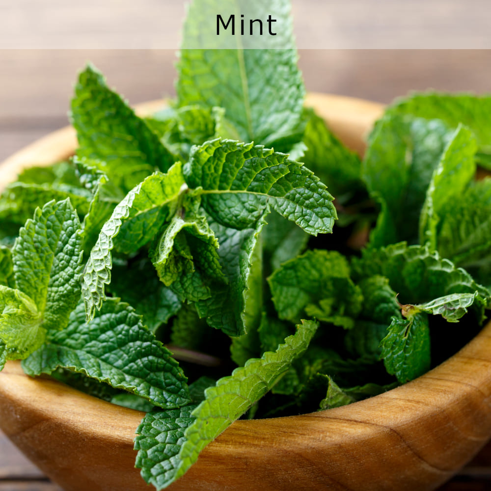 Mint
