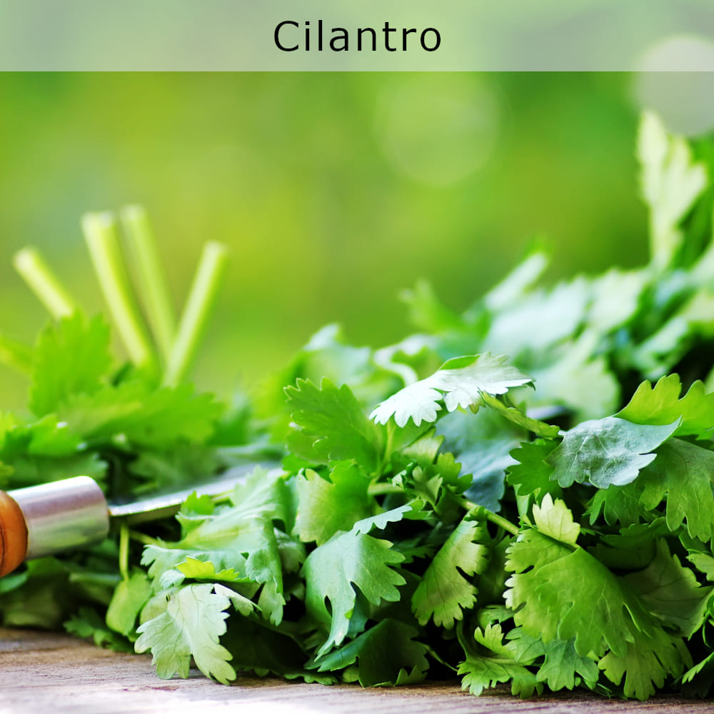 Cilantro