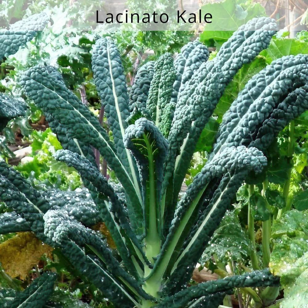 organic-lacinato-kale-houston-texas