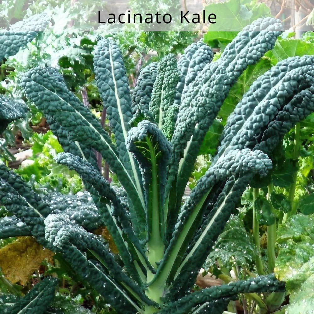    nourish-cooking-vegan-food-delivery-organic-lacinato-kale-houston-texas-cg