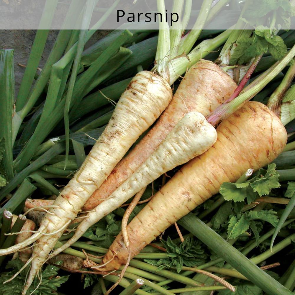 nourish-cooking-vegan-food-delivery-parsnip-houston-texas-cg