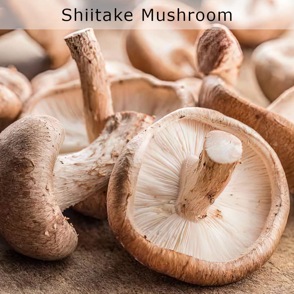 organic shiitake mushroom houston texas