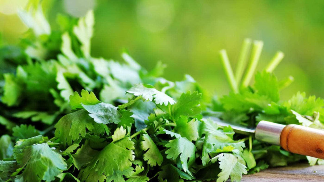 nourish-cooking-co-vegan-meals-delivered-health-benefits-cilantro-houston-cg