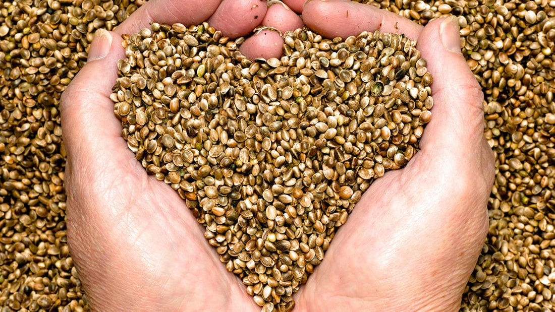 The Amazing Benefits of Hemp Seeds - NOURISH Cooking Co.
