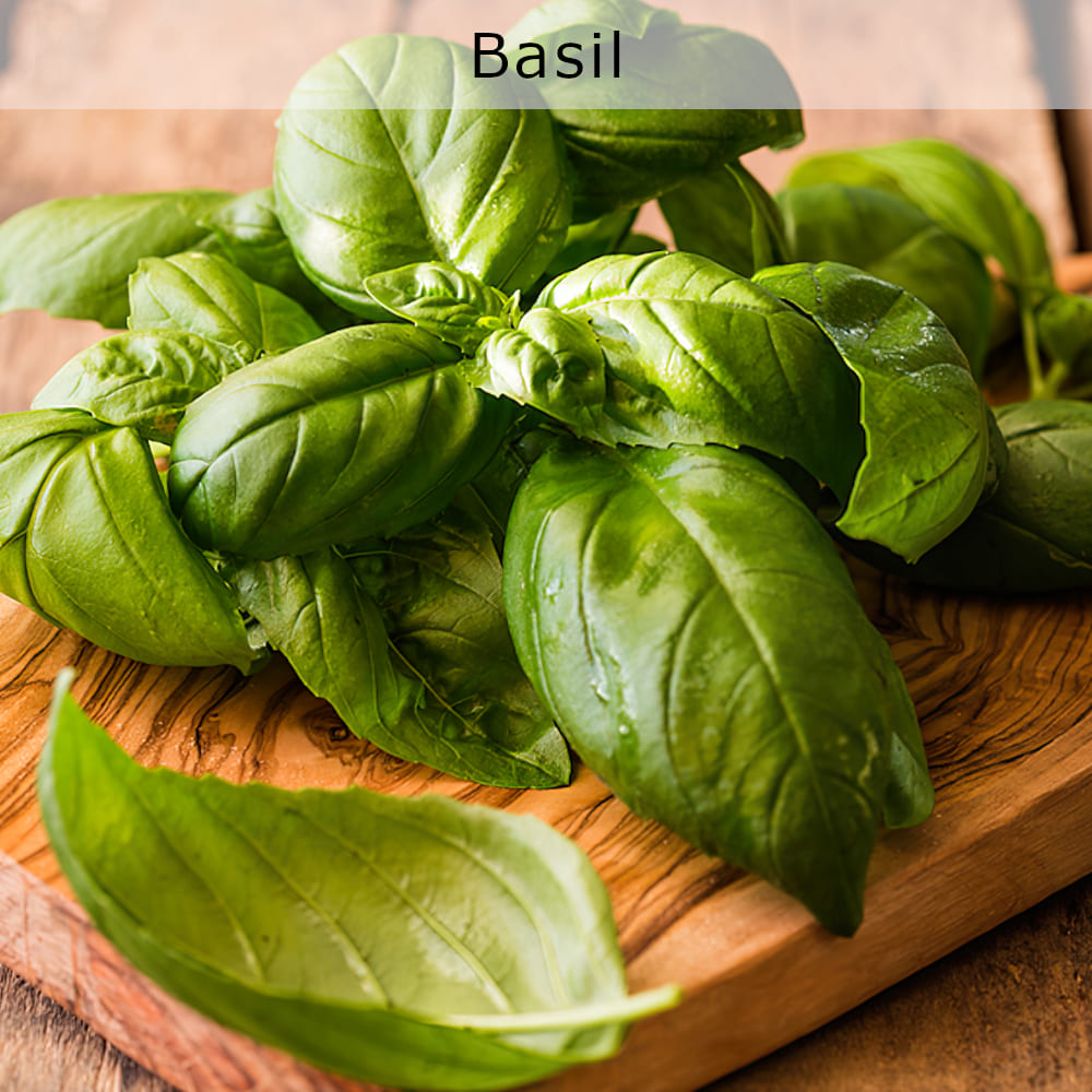 Organic Basil