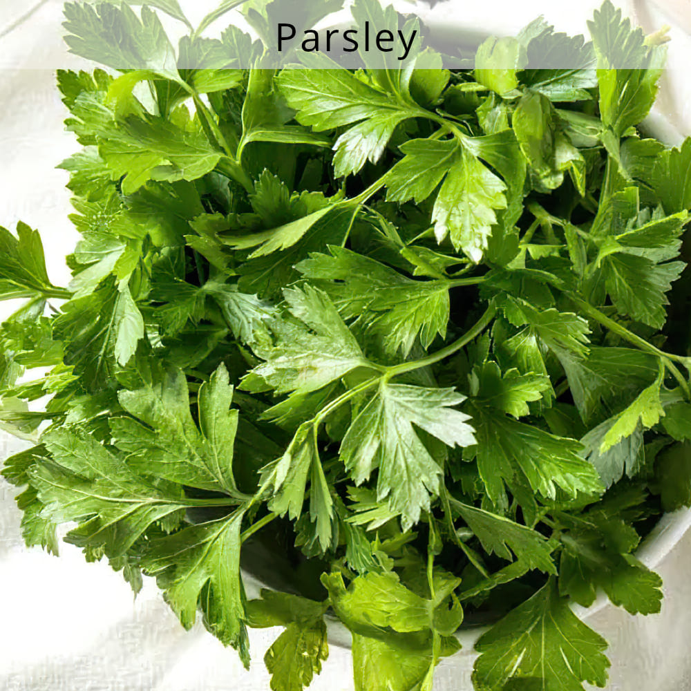 organic-fresh-parsley-houston-texas