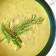 Indian Spiced Asparagus + Fennel Soup w White Sesame Seeds [vegan] [gluten free] [cashew]