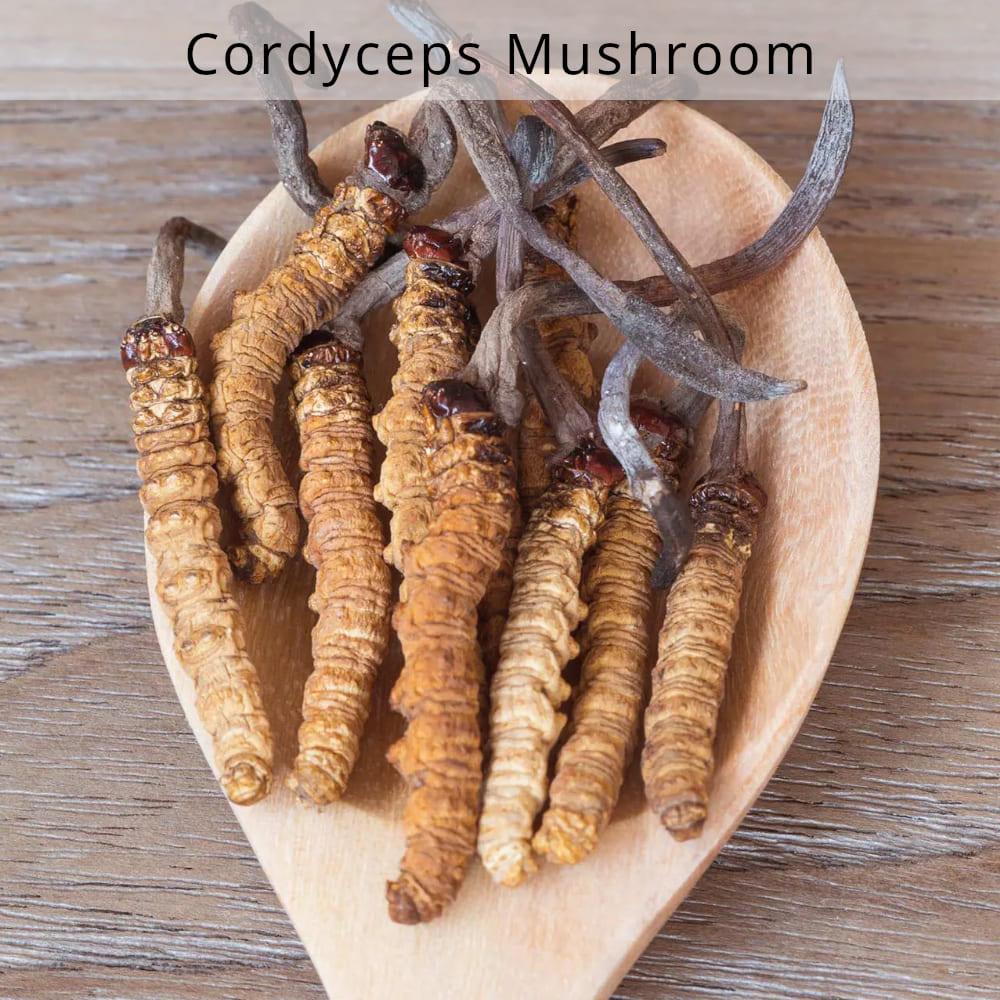nourish-vegan-food-delivery-catering-houston-organic-cordyceps-mushroom-cg
