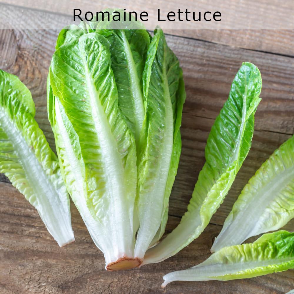 nourish-vegan-food-delivery-catering-houston-organic-romaine-lettuce-cg
