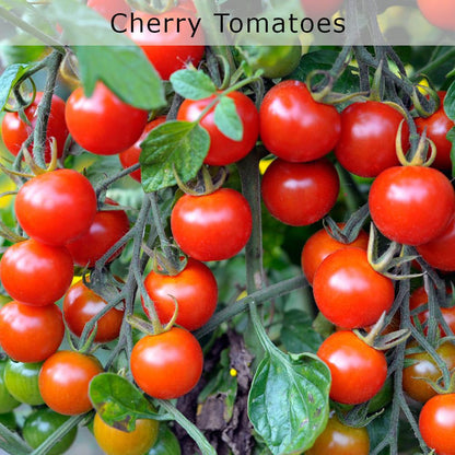 nourish-vegan-food-delivery-catering-organic-cherry-tomatoes-houston-texas-cg